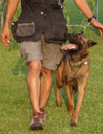 Associazione Cinofila Security Dog School - Corsi