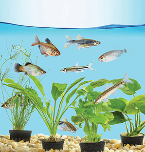 Fish Store in Hutchinson, KS, Aquarium & Fish Tank Supplies