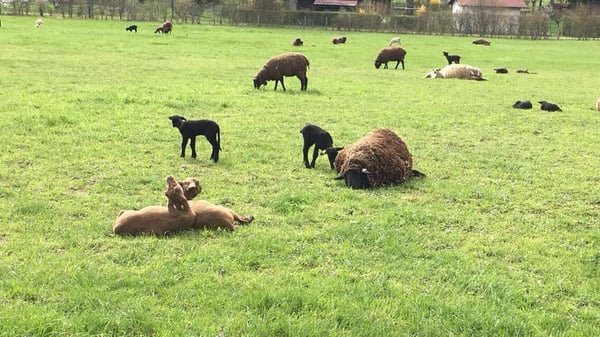 Ferme de la Famille Graf