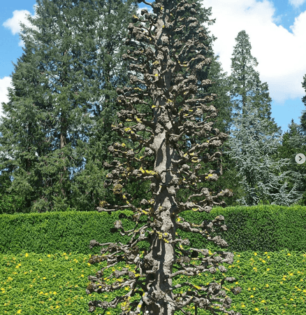 Kopfschnitt an einer Buchenallee