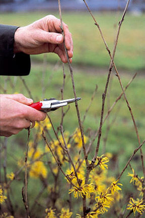 Search the RHS website for gardening knowledge / RHS Gardening