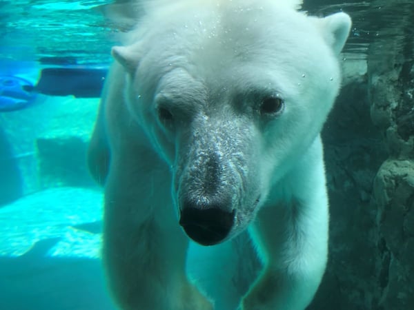 旭山動物園を一躍有名にした行動展示