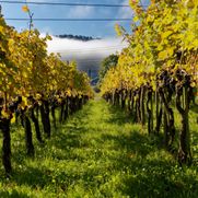 Weinbau Leuengrund - Schneider Weine - Pratteln - Baselbieter Wein