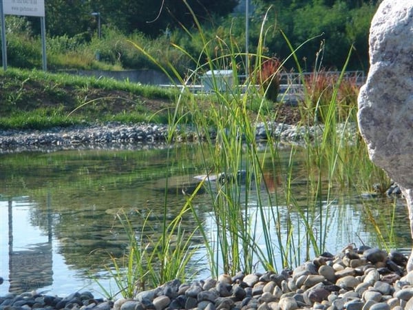 Teichgestaltung von garbatec ag in Beringen