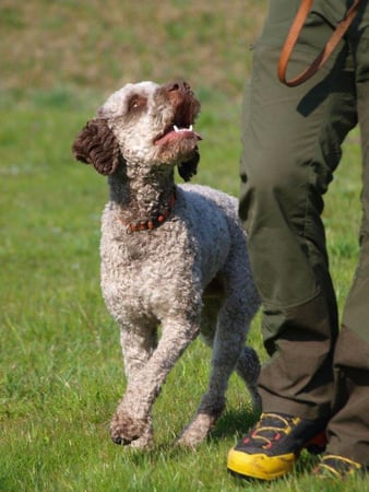 Associazione Cinofila Security Dog School - I nostri corsi