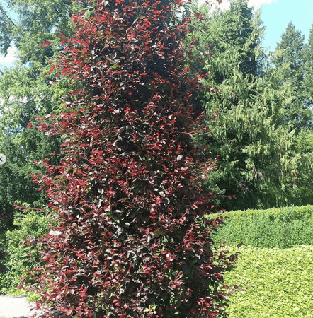 Buche im belaubten Zustand