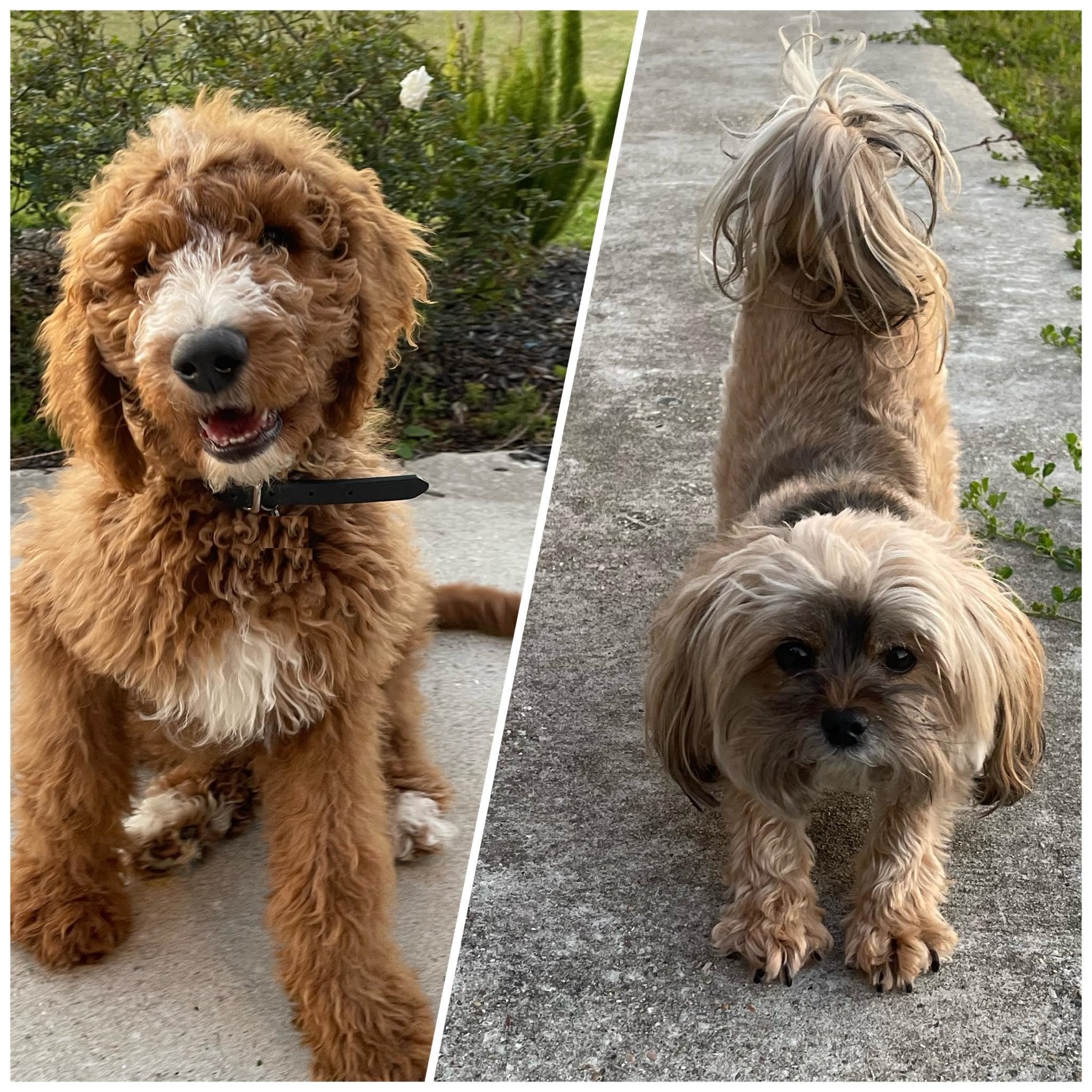We'll take care of your fur-babies too