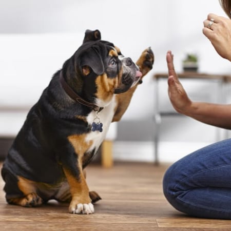 Petco Dog Training in Santa Clara, CA