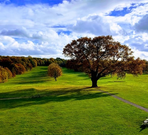 Beckenham Place Park in Beckenham with tree with long shadow