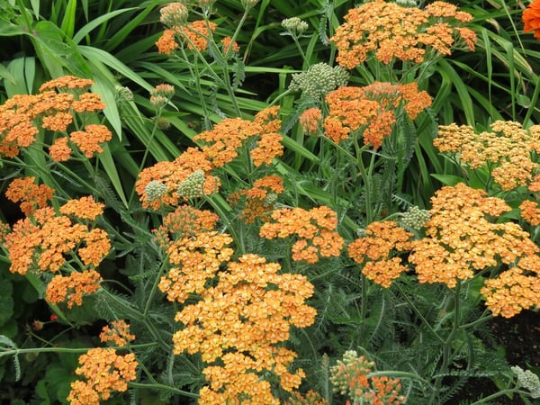 10 tough and attractive perennial plants / RHS Gardening