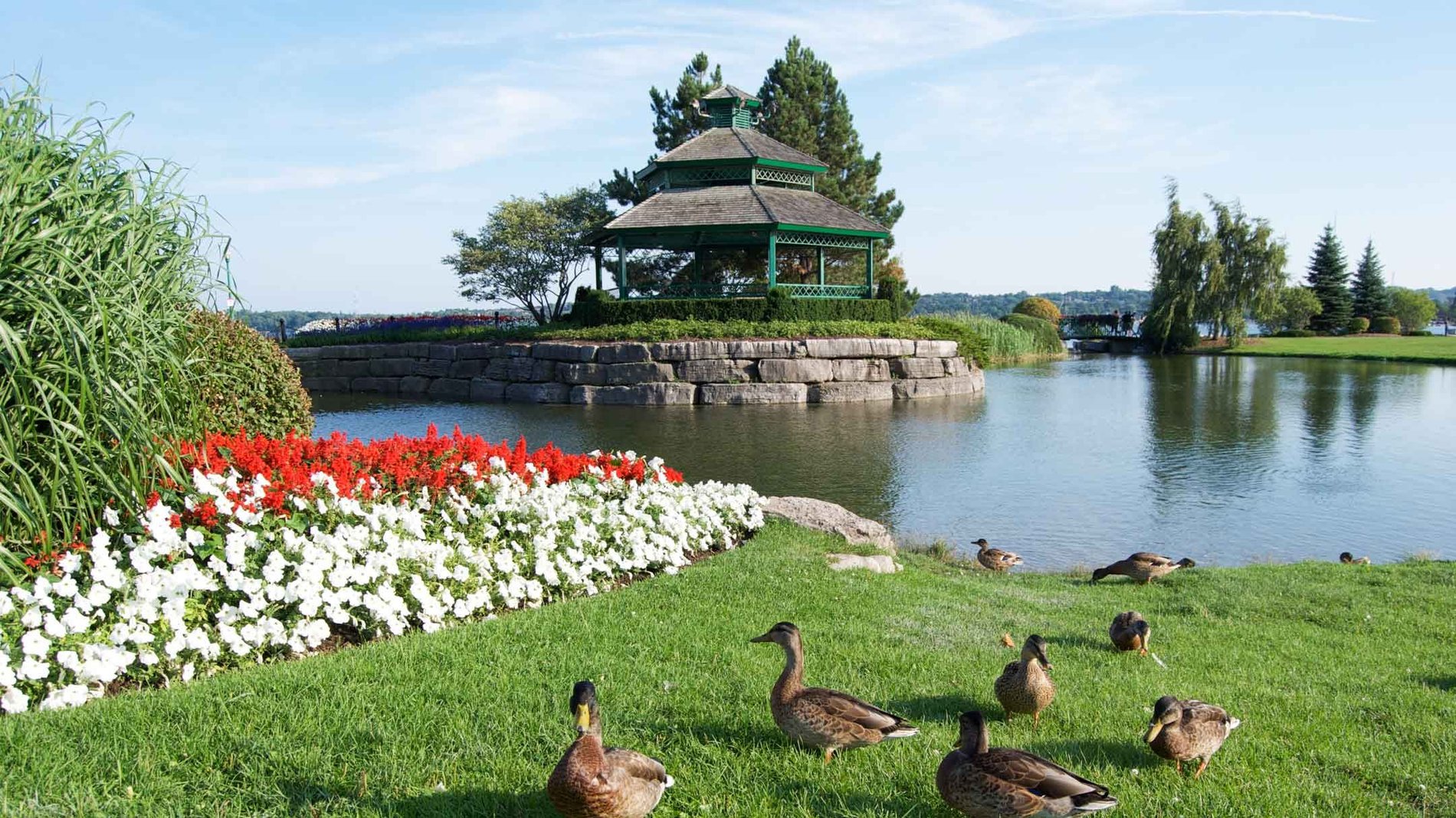 Ducks by a garden pond in Barrie, Ontario