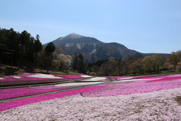 美しい花の絨毯が楽しめる「羊山公園」　写真提供：（一社）埼玉県物産観光協会／複製・再転載禁止