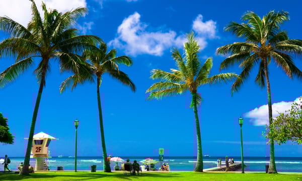 ハワイ　ヤシの木が生えているビーチ