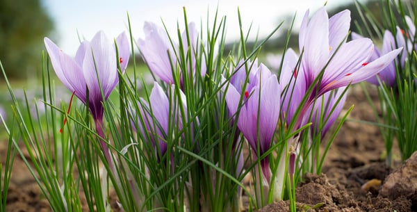 Spring-flowering crocus / RHS Gardening