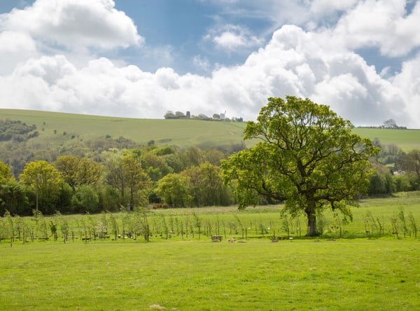 Clayton Wood Natural Burial Ground