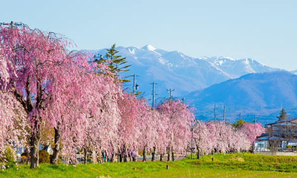 春には桜が美しい福島県（喜多方市　日中線しだれ桜並木 ）