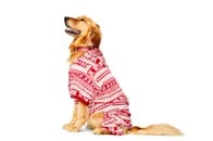 dog in Christmas sweater