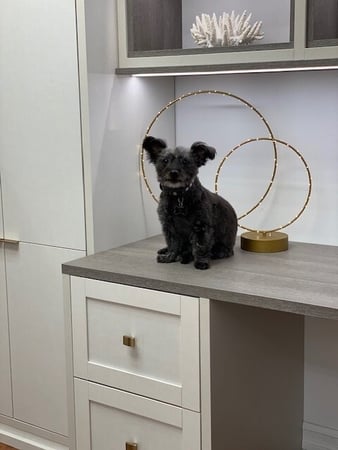white cabinets with grey countertop and small dog on top