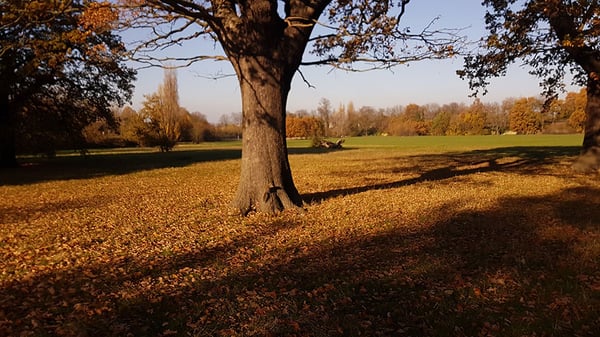 Lone tree in Tooting Common