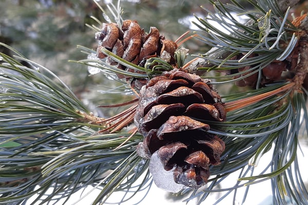 Pinus im Winter