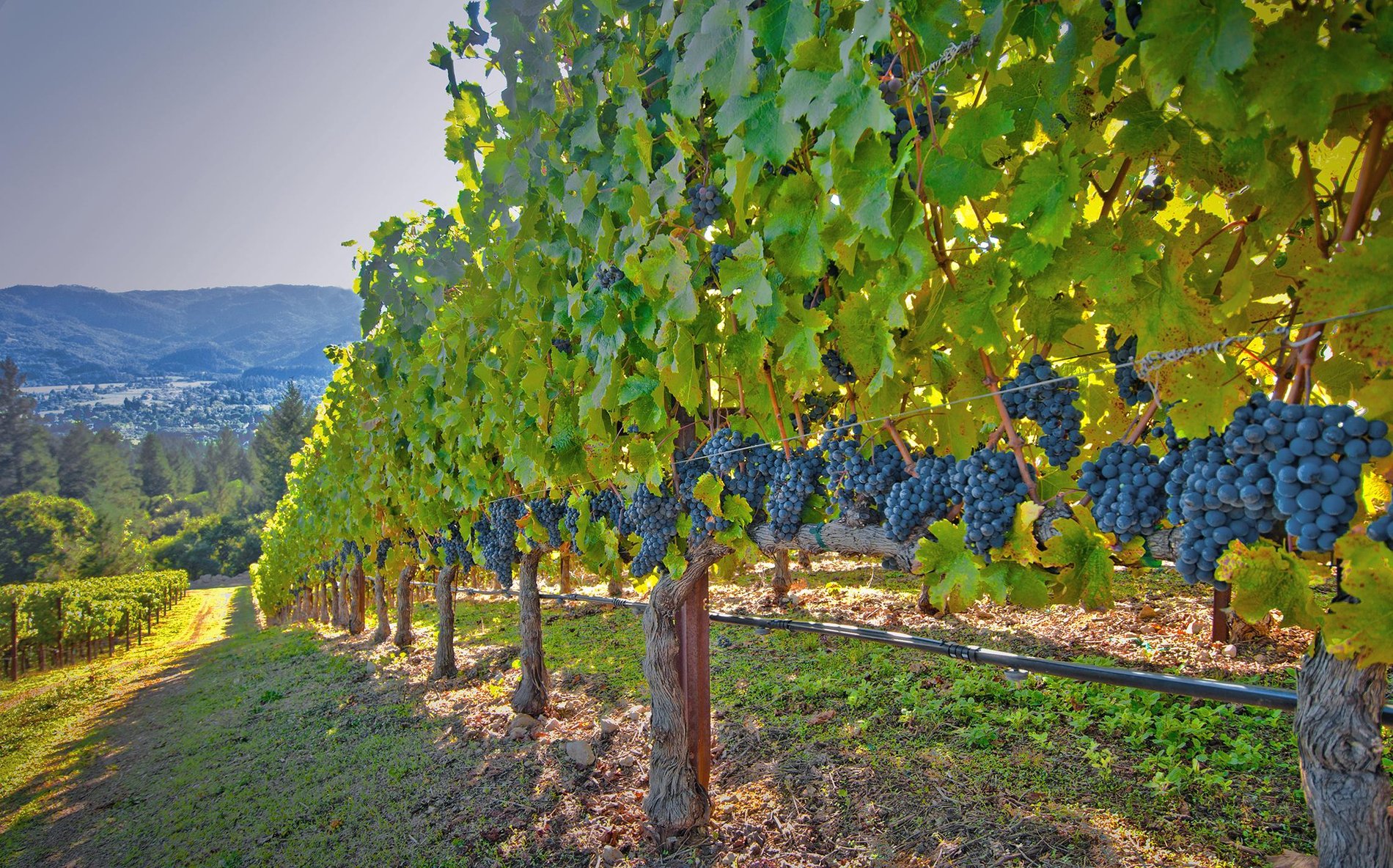 Hero Background Image