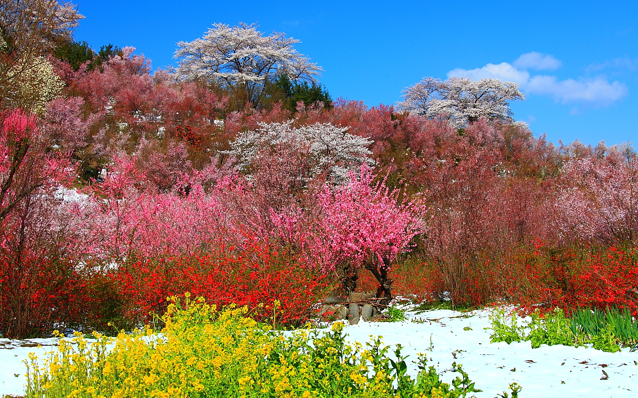 花見山公園