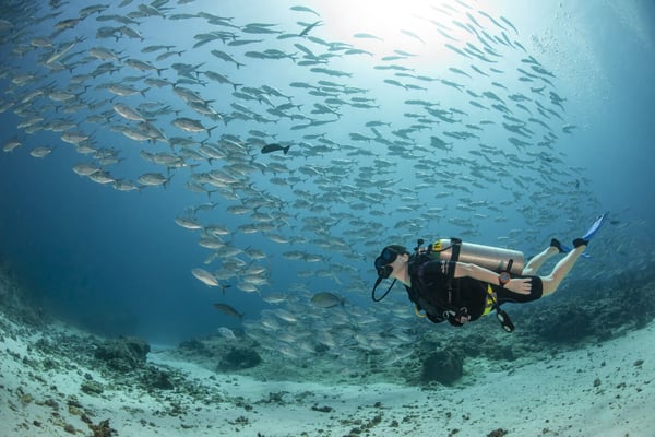 ダイビング魚の群れ