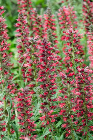 Plant Profile for Echium amoenum 'Red Feathers' - Red Feathers Perennial