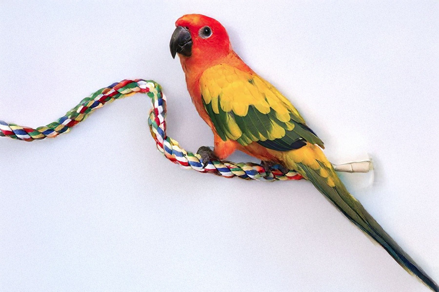 bird food and supplies in Midlothian