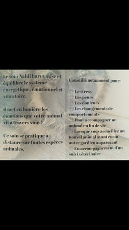 Essence Harmony - Neyruz