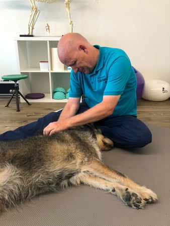 Tierphysio-Praxis Oberland GmbH - Massage, geriatrische Behandlung