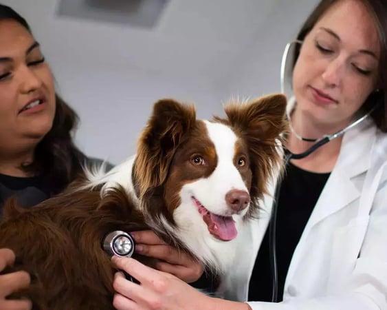 Vet clinic at clearance pet supplies plus