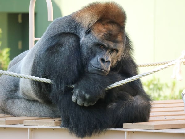 東山動物園