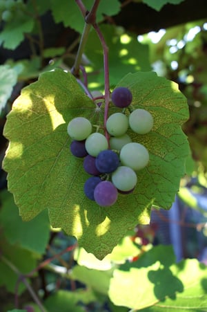 Trauben von unserer Gartenpergola - südländisches Feeling