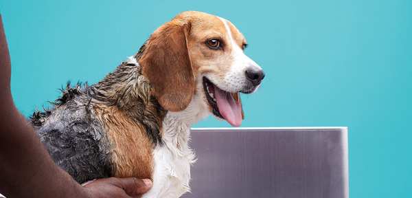 business plan examples dog grooming