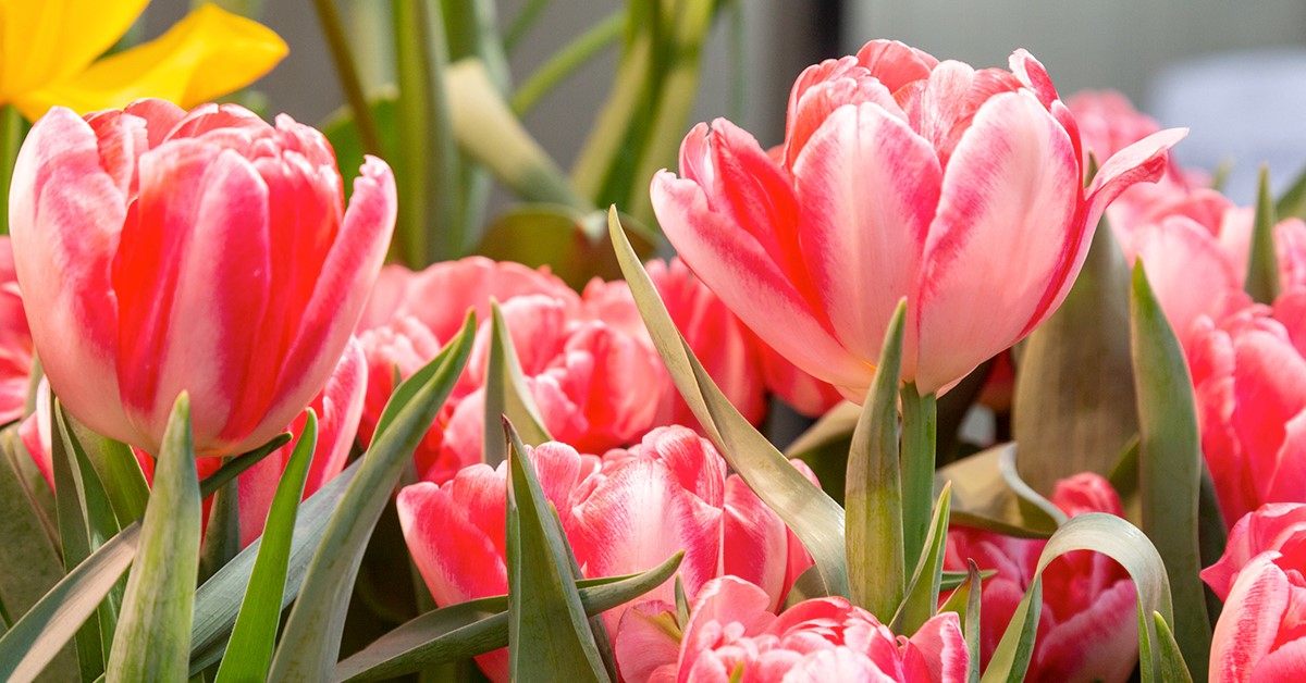 Hero Background Image