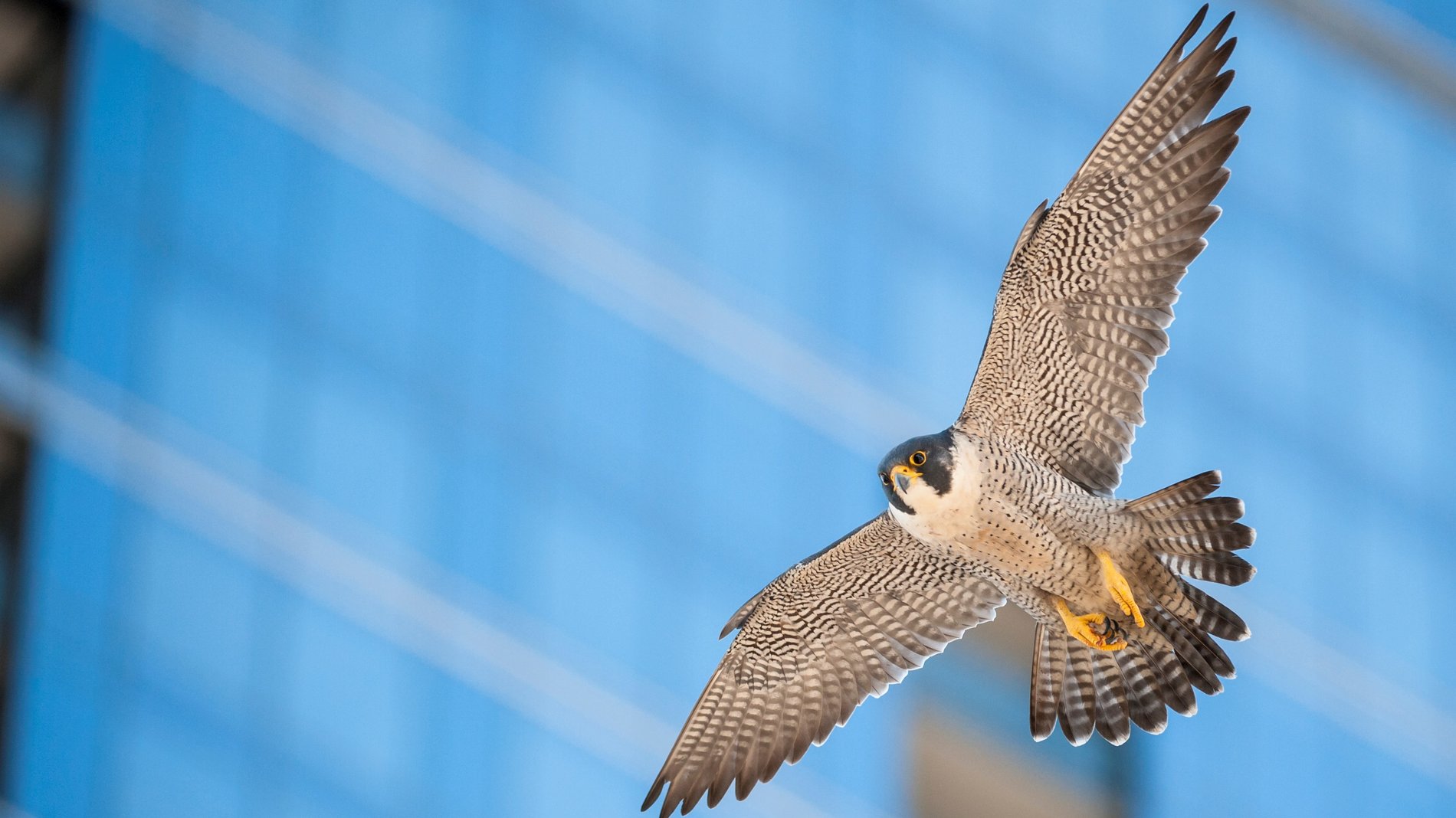 Hero Background Image