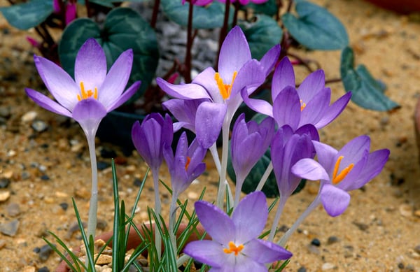 Spring-flowering crocus / RHS Gardening