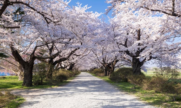 北上市立公園展勝地の桜